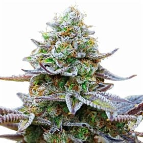 Barney's Farm Gorilla Zkittlez Fem
