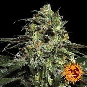 barneys farm peyote cookies