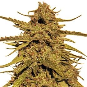 Barney's Farm Pineapple Haze Reg