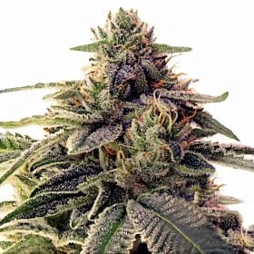 Barney's Farm Shiskaberry Fem