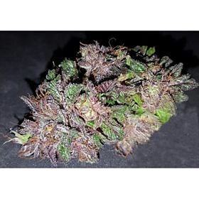 Lineage Genetics Las Vegas Purple Animal Kush Fem 