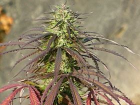 The Real Seed Company Lebanese Regular