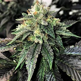 Mosca Seeds Legend OGK Fem 