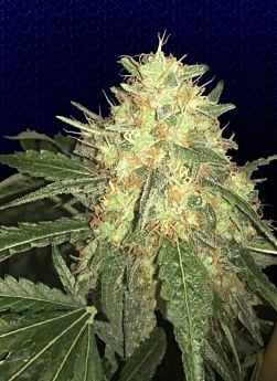 Big Buddha Legends Gold Fem