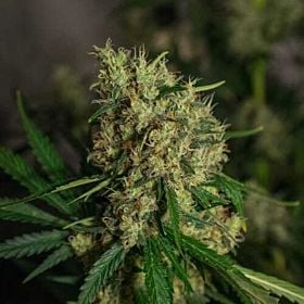 greenlabel lemon bud