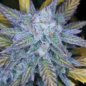 Archive Seeds Lemon Amnesia Regular 