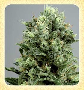 de sjamaan lemon bud