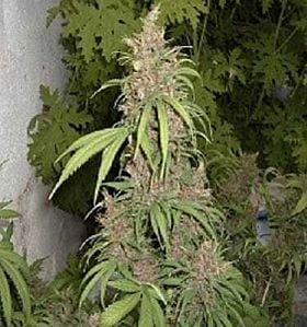 apothecary genetics lemon nigerian