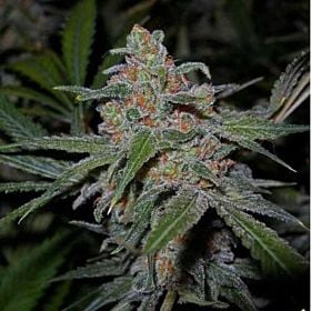 DNA Genetics Auto Lemon Skunk Feminized