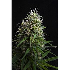Lineage Genetics Lemon Heaven Fem 