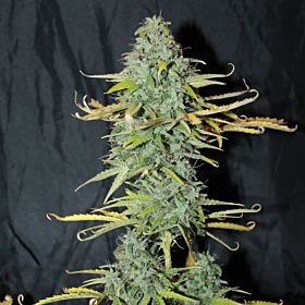 Lowlife Seeds Amnesia Auto Feminized