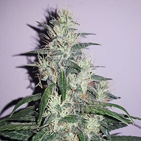Lowlife Seeds Auto Sour Kush Feminized