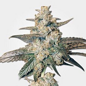 Lowlife Seeds Berry Indica Semi Auto Feminized