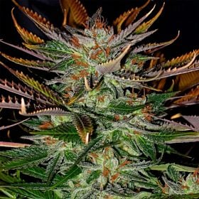 Lowlife Seeds Cherry Drop Feminized