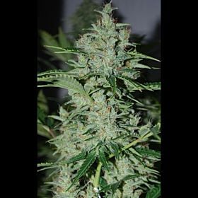 Lowlife Seeds Diesel Auto Feminized