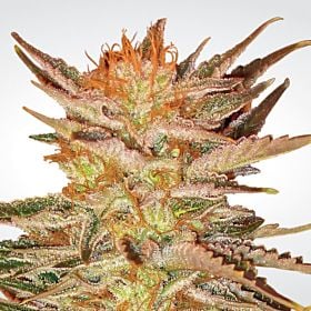 Lowlife Seeds Ice Cream Feminized