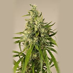Lowlife Seeds Trainwreck Feminized