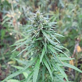 Lowlife Seeds Wild Russian Semi Auto Feminized