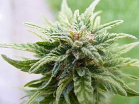 Joint Doctors Seedbank - Lowryder Original Autoflowering Regular Seeds