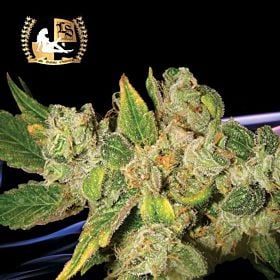 lady sativa english og