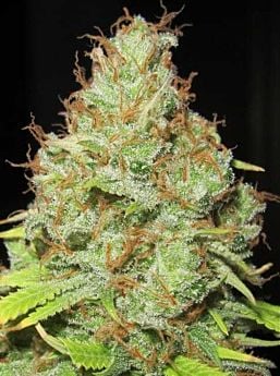 ultra genetics machine gun funk