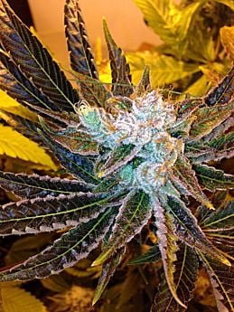 Delta 9 Labs - Magnum Platinum Haze