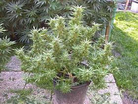 Magus Genetics Biddy Sister Regular 