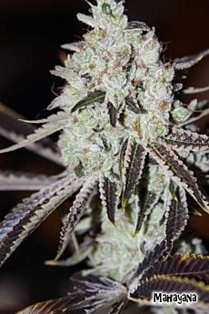 karma genetics Mahayana 