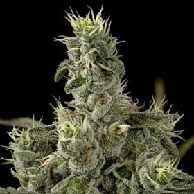dna marimberos Nicole Kush