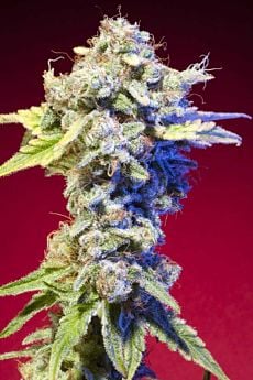 Elemental Seeds - Mango Tango