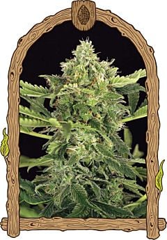 exotic seed mango cream auto