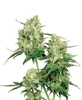 Sensi Seeds - Maple Leaf Indica Regular