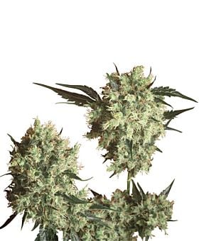 Sensi Seeds - Marleys Collie Regular