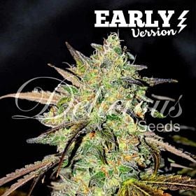 Delicious Seeds Marmalate Early version Fem