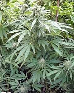 CBD Crew Master Kush regular
