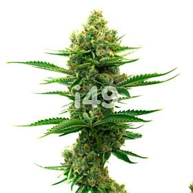 Mazar Regular Cannabis Seeds 