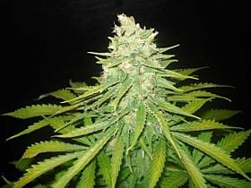 world of seeds Mazar x Great White Shark