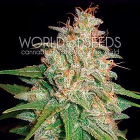 world of seeds Mazar x White Rhino