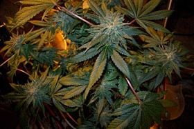 Bodhi Seeds Tigers Milk Regular
