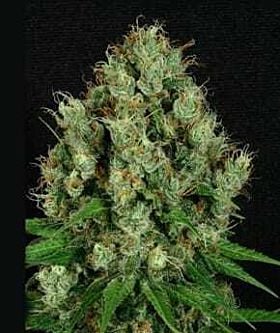 apothecary mendo diesel