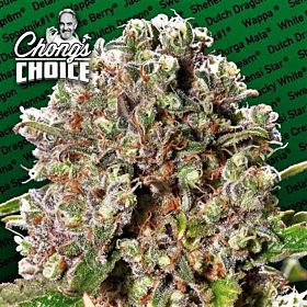 Paradise Seeds Mendocino Skunk Fem