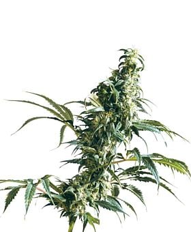 Sensi Seeds - Mexican Sativa Regular