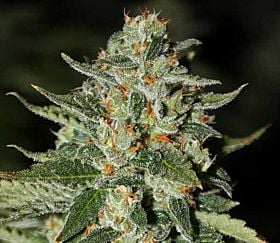Rare Dankness Seeds Midas Regular 