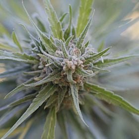 g13 midnight kush
