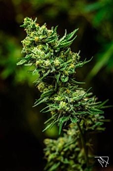 tga mickey kush