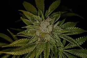 THSeeds - MK Ultra Regular 