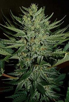 Mr Nice Seedbank Medicine Man Regular