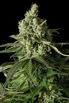dinafem moby dick cbd