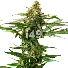 Moby Dick x Do-Si-Dos Feminized Cannabis Seeds 