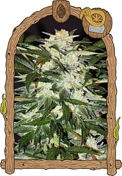 exotic seed monster mash